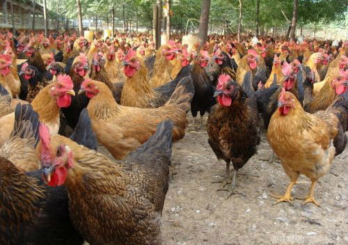 5NfһB(yng)ur(nng)(chng)D(zhun)(lin)W(wng)