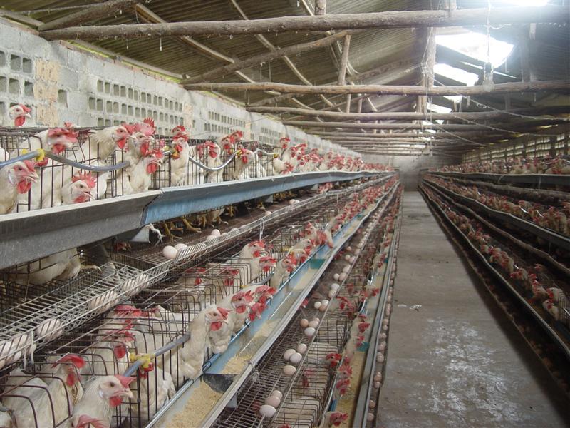 x(du)a(chn)ƷЧ桪ǿ