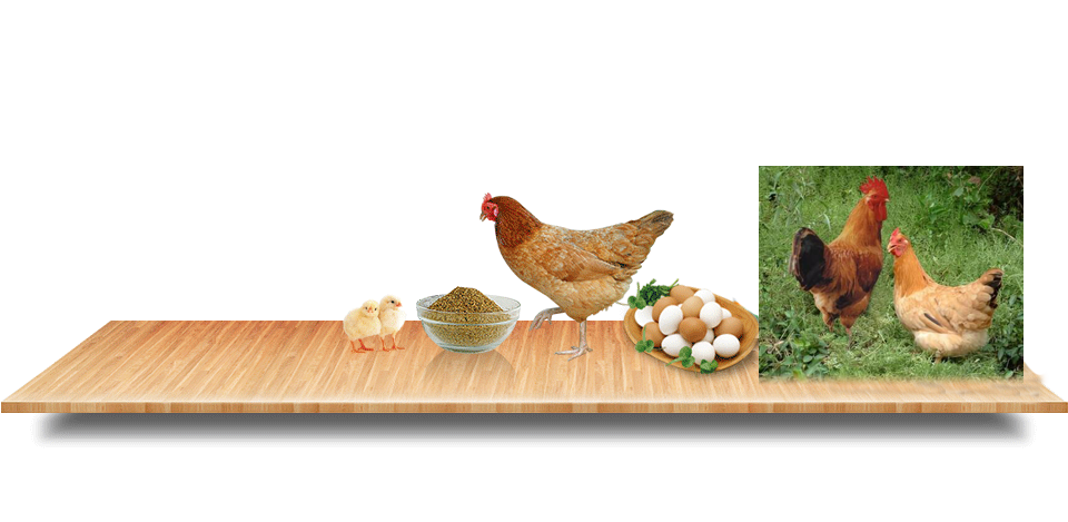 оa(chn)NƏVһwľCr(nng)I(y)